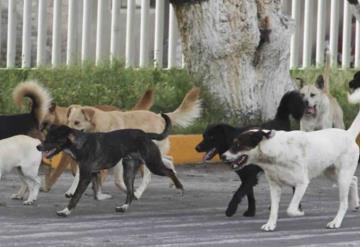 Jauría de perros destruye a mordidas genitales de un menor