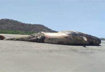 Aparece ballena muerta en playa ‘La Tuza’ de Oaxaca