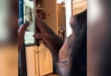 VIDEO: Chimpancé navegando por Instagram