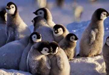 ¡Tragedia! Cientos de pingüinos bebés mueren ahogados por derretimiento de su hábitat