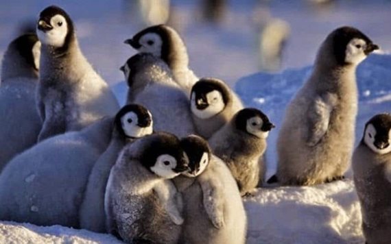 ¡Tragedia! Cientos de pingüinos bebés mueren ahogados por derretimiento de su hábitat