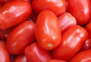 EU impone desde hoy cuotas al tomate mexicano