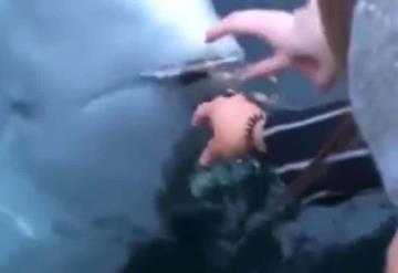 Se le cayó el iPhone al mar y… ¡una ballena se lo devuelve!