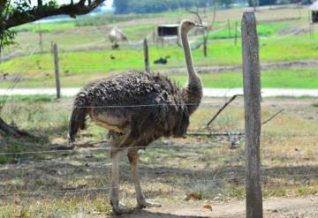 Demandan animalicidio en el Yumká