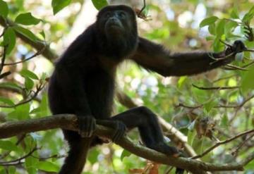 Balancán busca proteger al Mono Saraguato