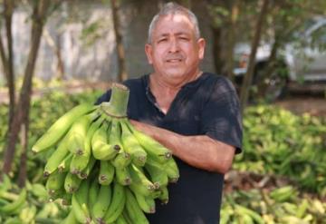 100 Toneladas de plátano son exportadas a Guatemala