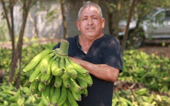 100 Toneladas de plátano son exportadas a Guatemala