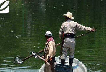 Personal del Ayuntamiento levanta peces muertos en la Laguna de las Ilusiones