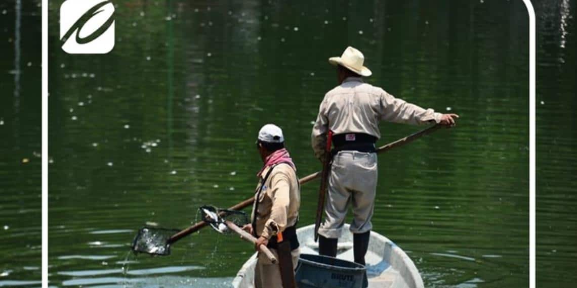 Personal del Ayuntamiento levanta peces muertos en la Laguna de las Ilusiones