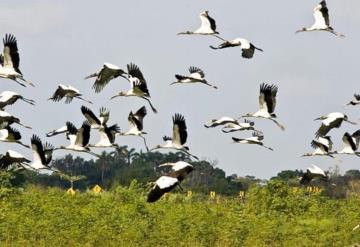 Aves de Tabasco en peligro de extinción por sequía e incendios