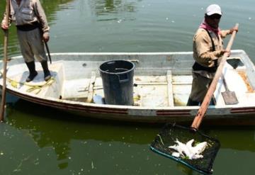 Falta de oxígeno mata a peces en la Laguna de la Ilusiones