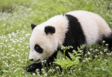 Difunden fotografía del primer panda albino en China