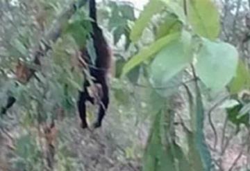 Mueren monos aulladores de la selva de Veracruz por falta de agua