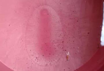 Oxolotecos aseguran ver imagen de la virgen de Guadalupe en una cubeta