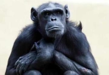 Le diagnostican cáncer a chimpancé y lo sacrifican