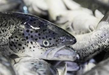 Supermercados de Estados Unidos venderán salmones modificados genéticamente