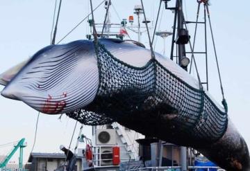 Japón anuncia reanudación de caza legal de ballenas