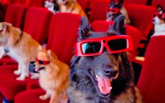 Ahora ya podrás ir al cine con tu perro