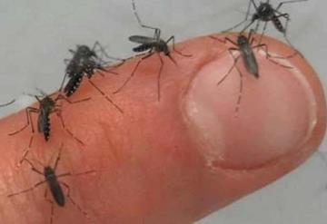 Mueren tres personas por dengue hemorrágico en Tabasco