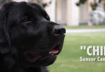 Conoce a Chino el perrito encargado de la seguridad de AMLO que ¡detecta bombas!