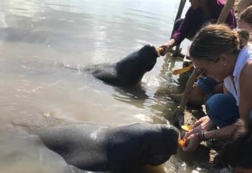 Promueven el cuidado y conservación del manatí en Jonuta