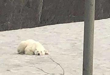 Oso polar se pasea por una ciudad en Rusia en busca de comida; recorrió más de 800 kilómetros