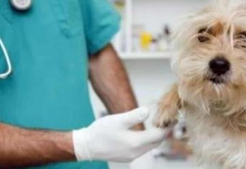 Unidad móvil del Programa de Esterilización Canina y Felina estará en estas colonias de Villahermosa