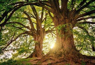 Día mundial del  árbol; forestemos