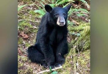 Sacrifican a oso negro por ser demasiado simpático con las personas