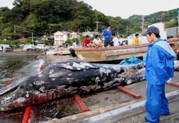 Reanuda Japón caza y venta de ballenas