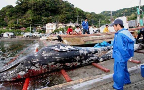 Reanuda Japón caza y venta de ballenas