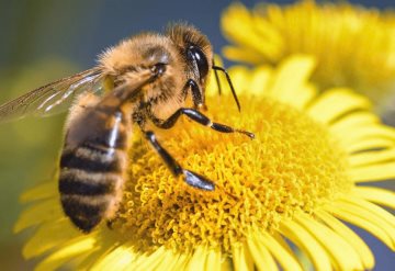 Por extinción de abejas estos alimentos podrían desaparecer