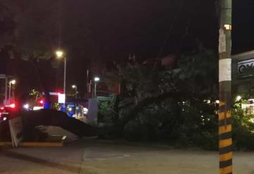 Cae árbol en la avenida Paseo Tabasco