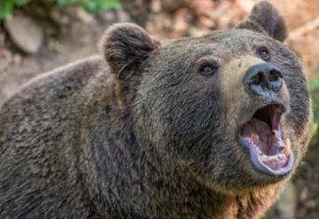 Hombre logró sobrevivir a un ataque de oso gracias a que le mordió la lengua