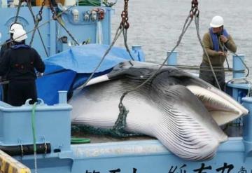 ¿Cuál es el precio de la carne de ballena en Japón?