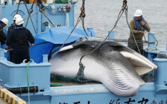 ¿Cuál es el precio de la carne de ballena en Japón?