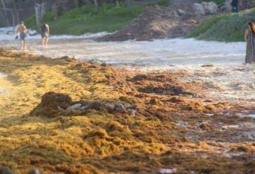 Sargazo invade también playas de Oaxaca; afectados piden declarar emergencia