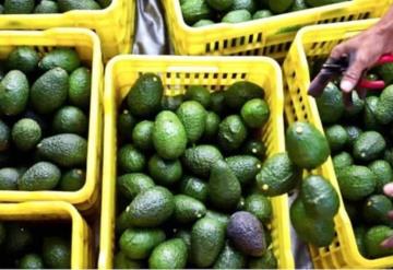 Se buscará romper récord en exportación de aguacate mexicano a EU