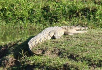 Depredación caza ilegal de especies protegidas en Jonuta