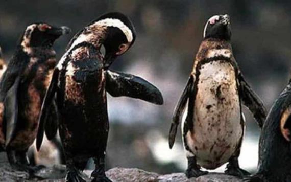 Ambientalistas salvan a pingüinos llenos de petróleo
