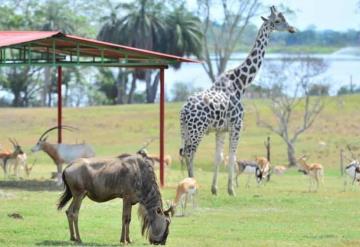 Construirán hospital para animales en Tabasco