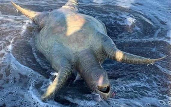 Tras derrame tóxico de Grupo México diversas especies marinas se han encontrado muertas