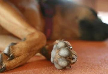 Dos perros fueron abandonados por sus dueños; los dejaron encerrados, sin agua ni comida