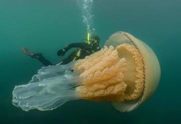 Hallan medusa gigante; es más grande que un humano