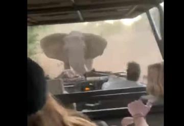 Elefante persigue a turistas durante un safari