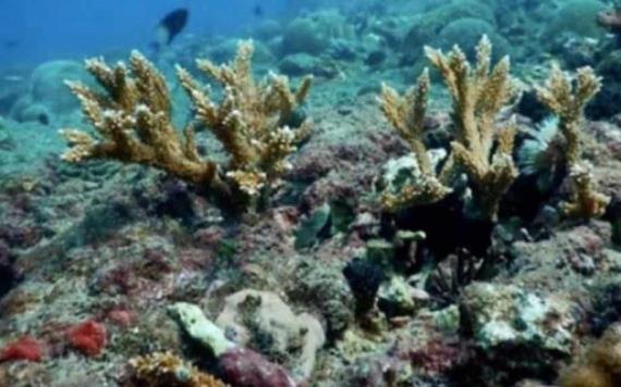 Descubren cinco arrecifes sumergidos en el Golfo de México