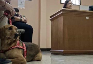 Por primera vez perro entra a un juicio; fue víctima de maltrato