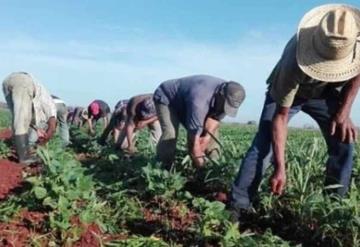 Campesinos obtendrán acceso a seguridad social