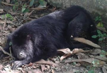 Cazadores furtivos exterminan Mono Aullador con armas de fuego