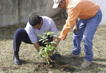 Emprenden reforestación en la Zona CICOM